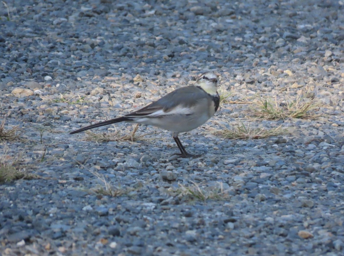 White Wagtail - ML643653392