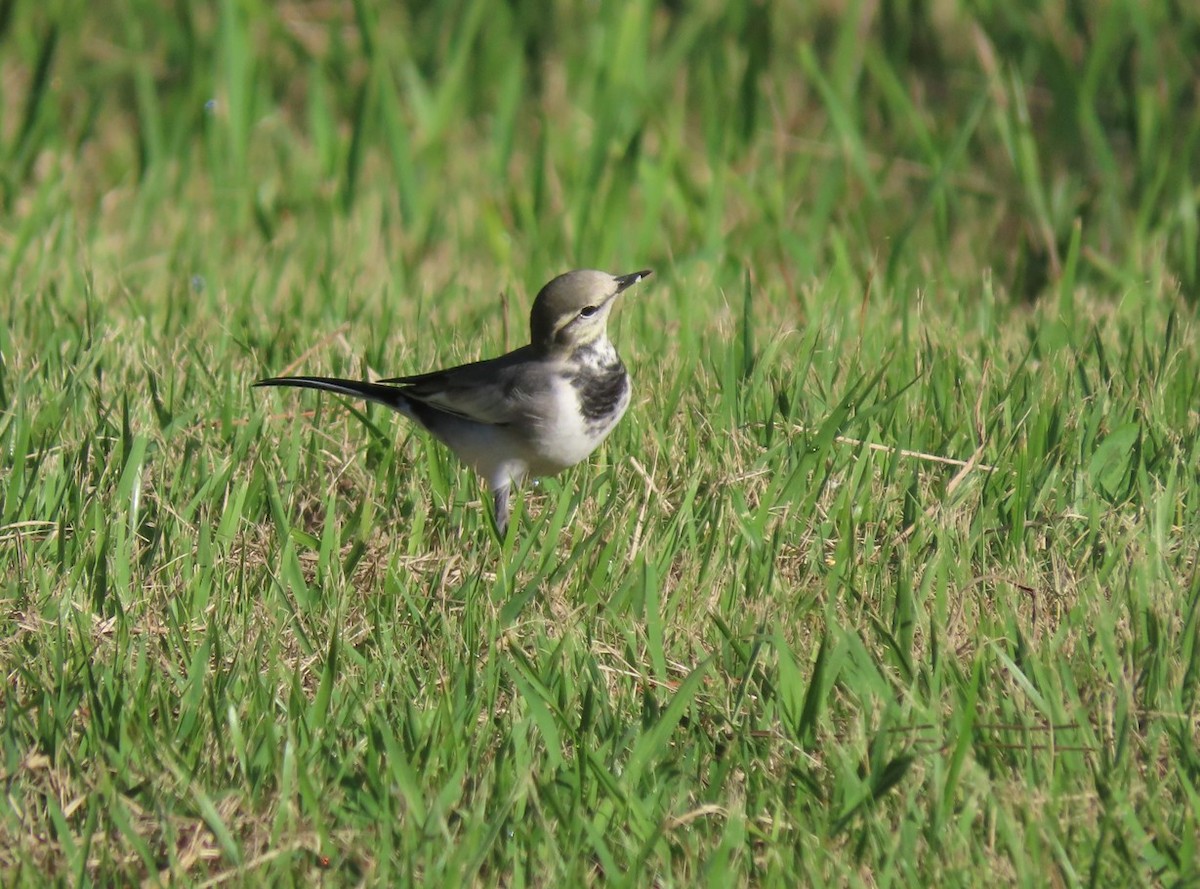 White Wagtail - ML643653393