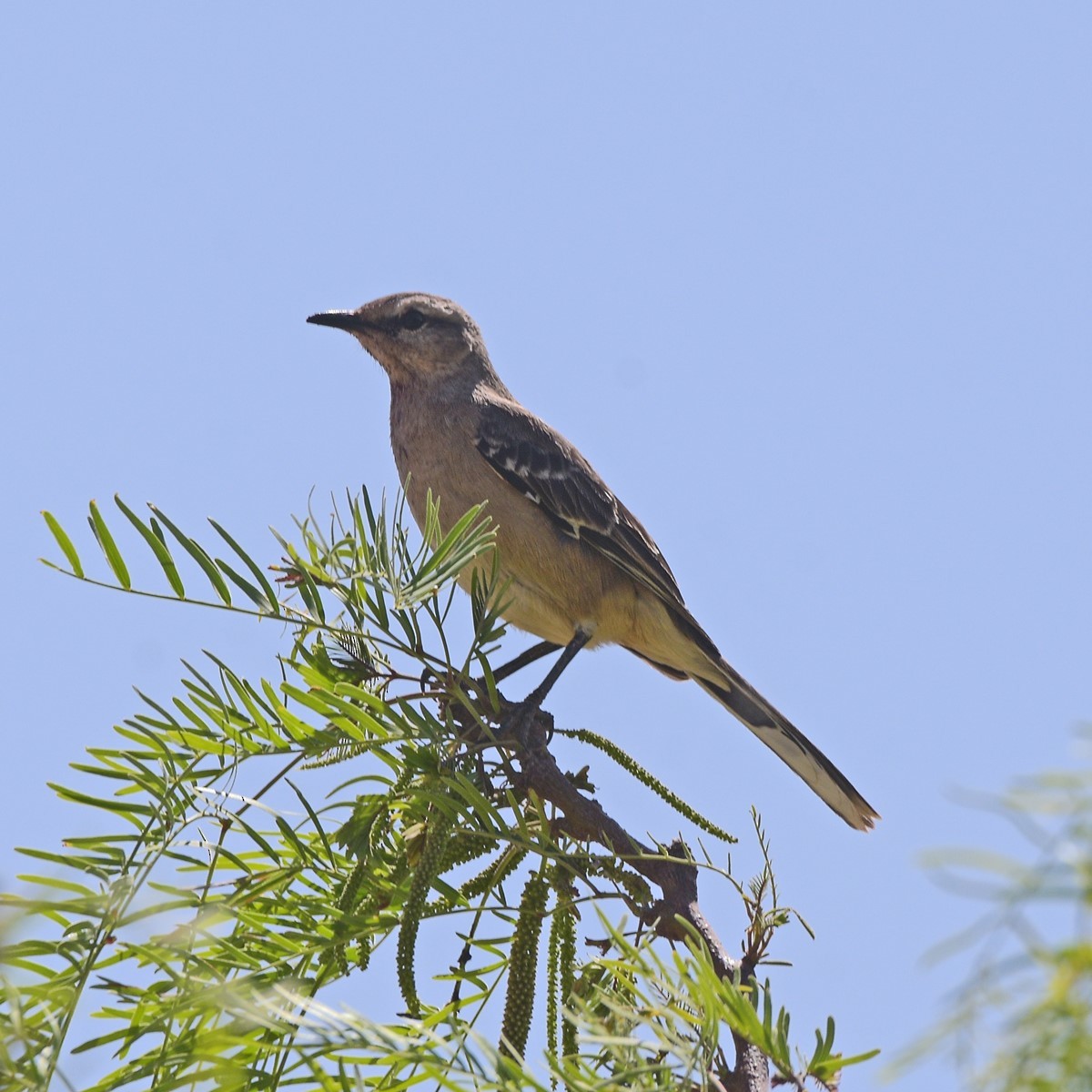 Patagonya Taklitçisi - ML643653426