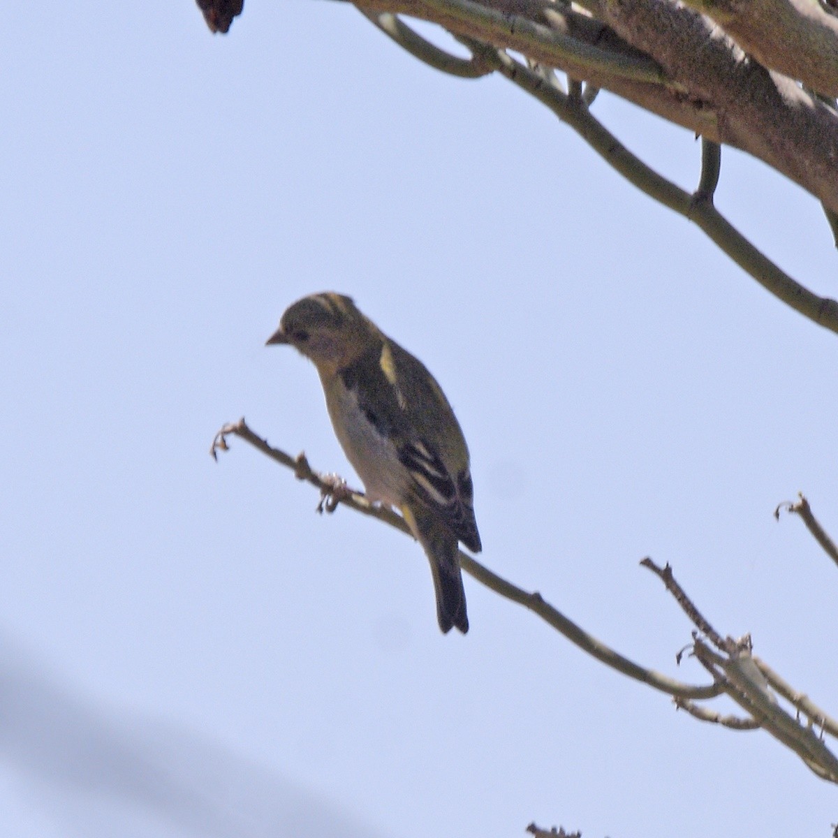 Hooded Siskin - ML643653432