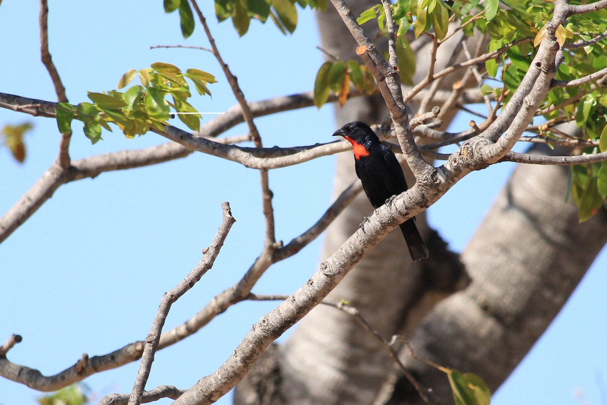Scarlet-throated Tanager - ML643653436