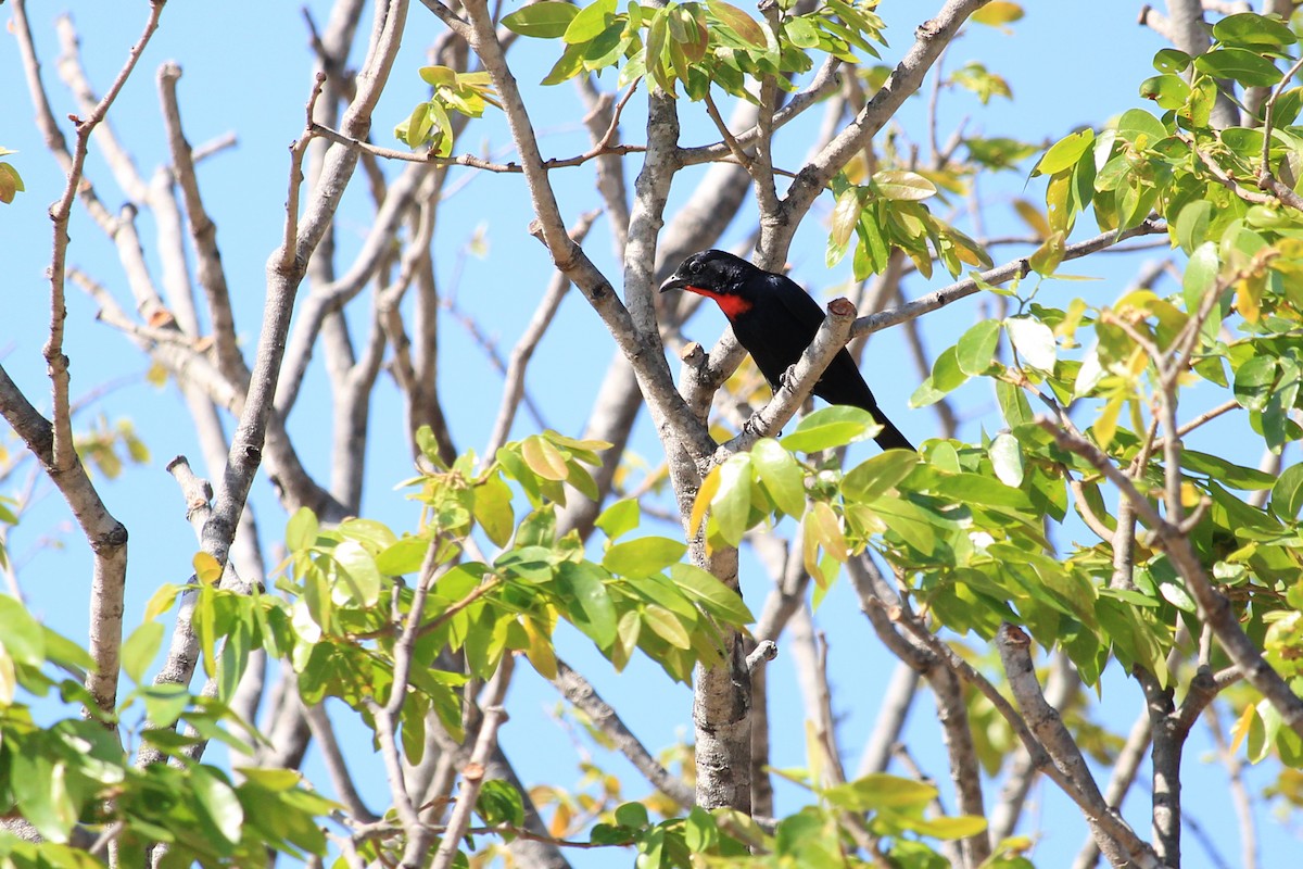 Scarlet-throated Tanager - ML643653437