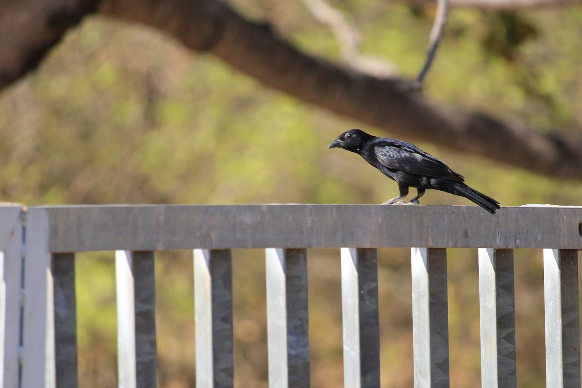 Scarlet-throated Tanager - ML643653438