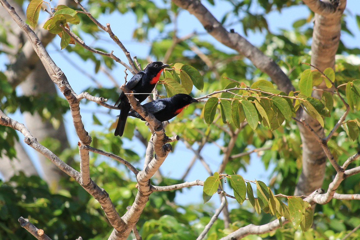 Scarlet-throated Tanager - ML643653439