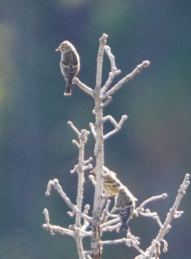 Pine Siskin - ML643653442