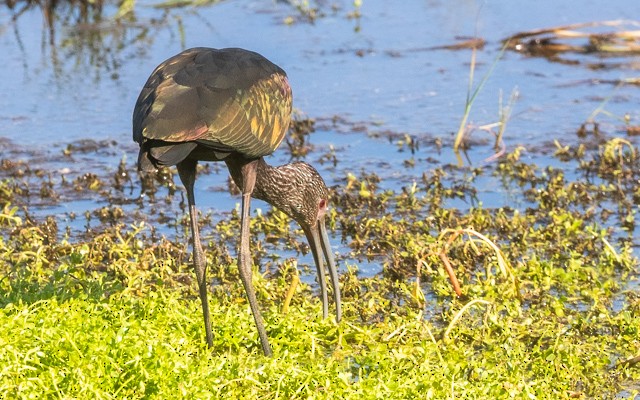 ibis americký - ML643653449