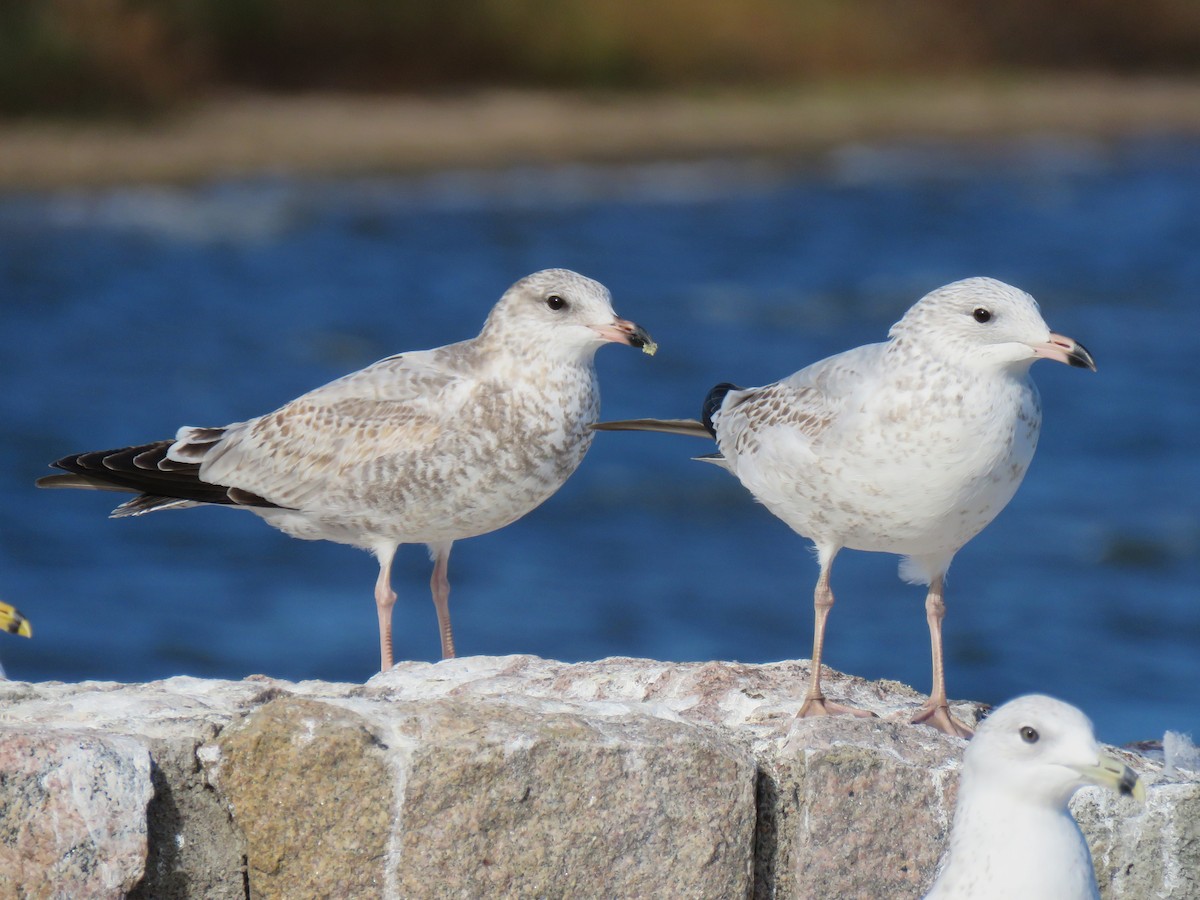 Ring-billed Gull - ML643653451