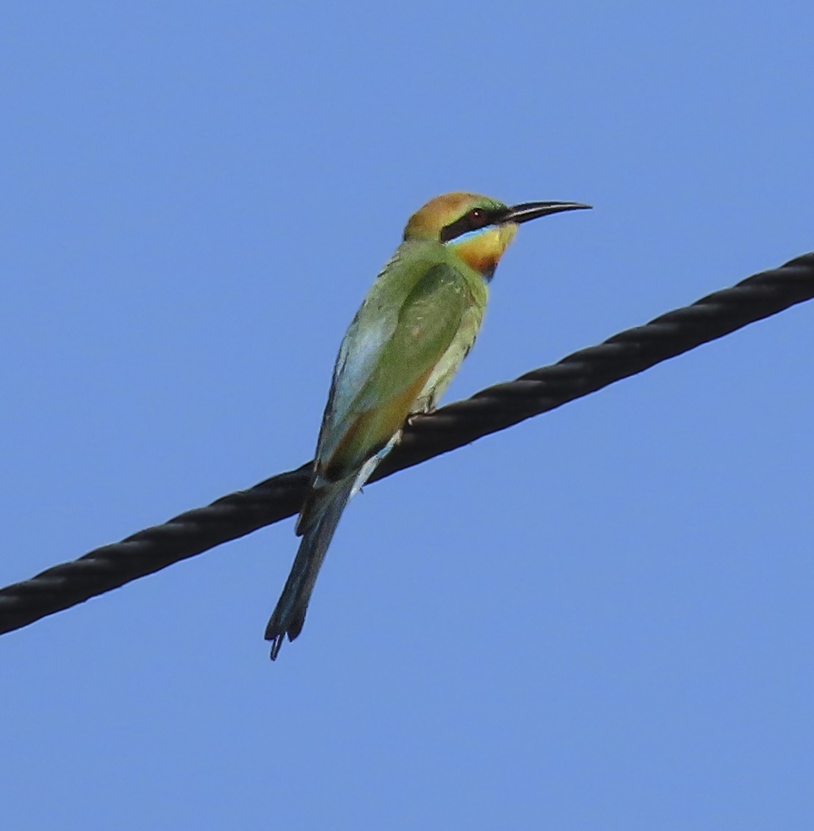 Rainbow Bee-eater - ML643653463