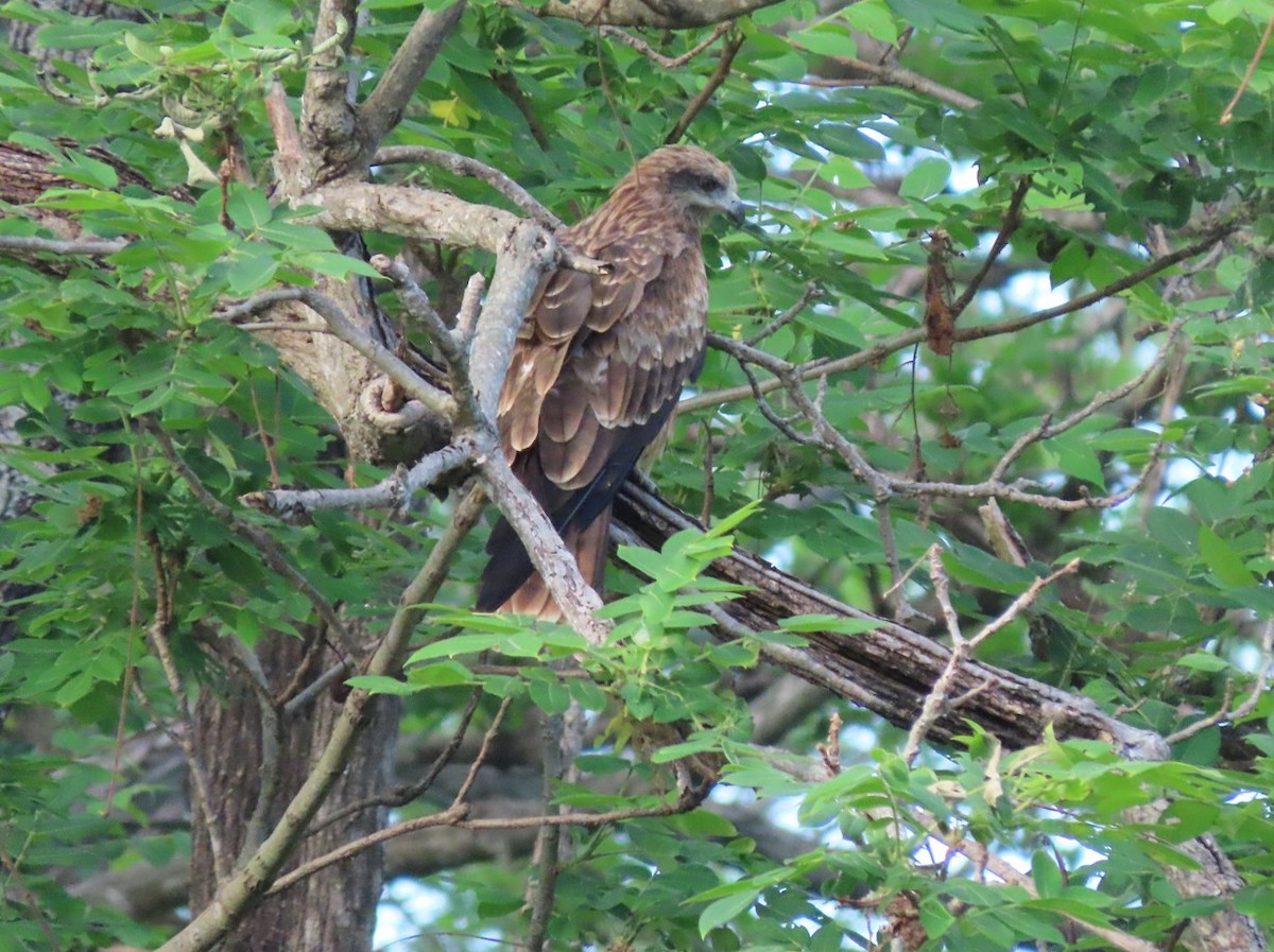 Black Kite - ML643653464