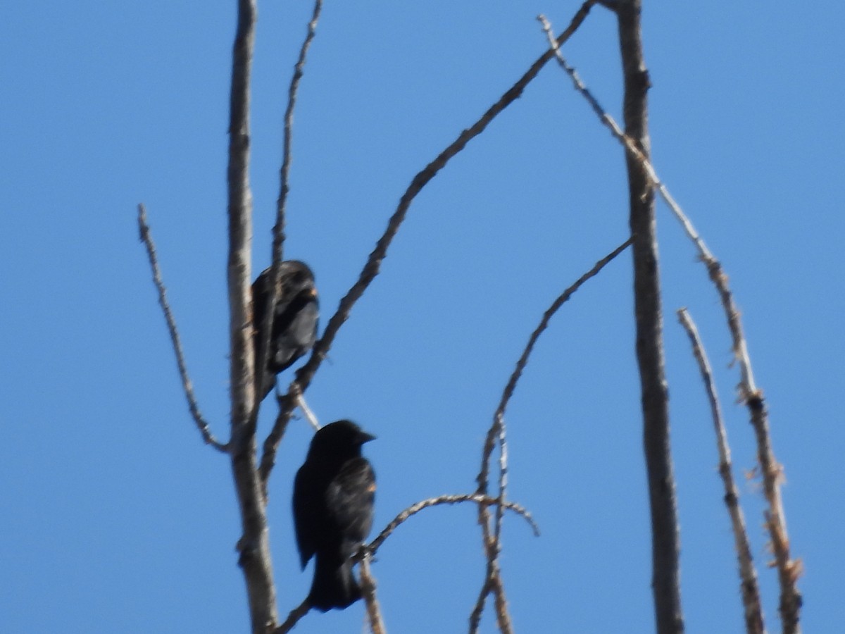 Red-winged Blackbird - ML643653466