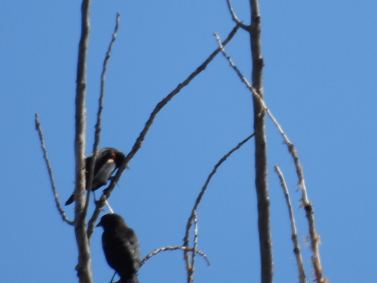 Red-winged Blackbird - ML643653467
