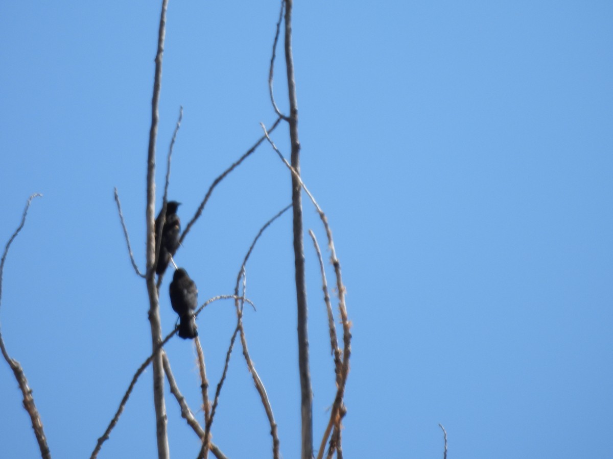 Red-winged Blackbird - ML643653468