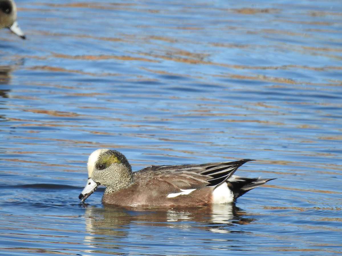 American Wigeon - ML643653480