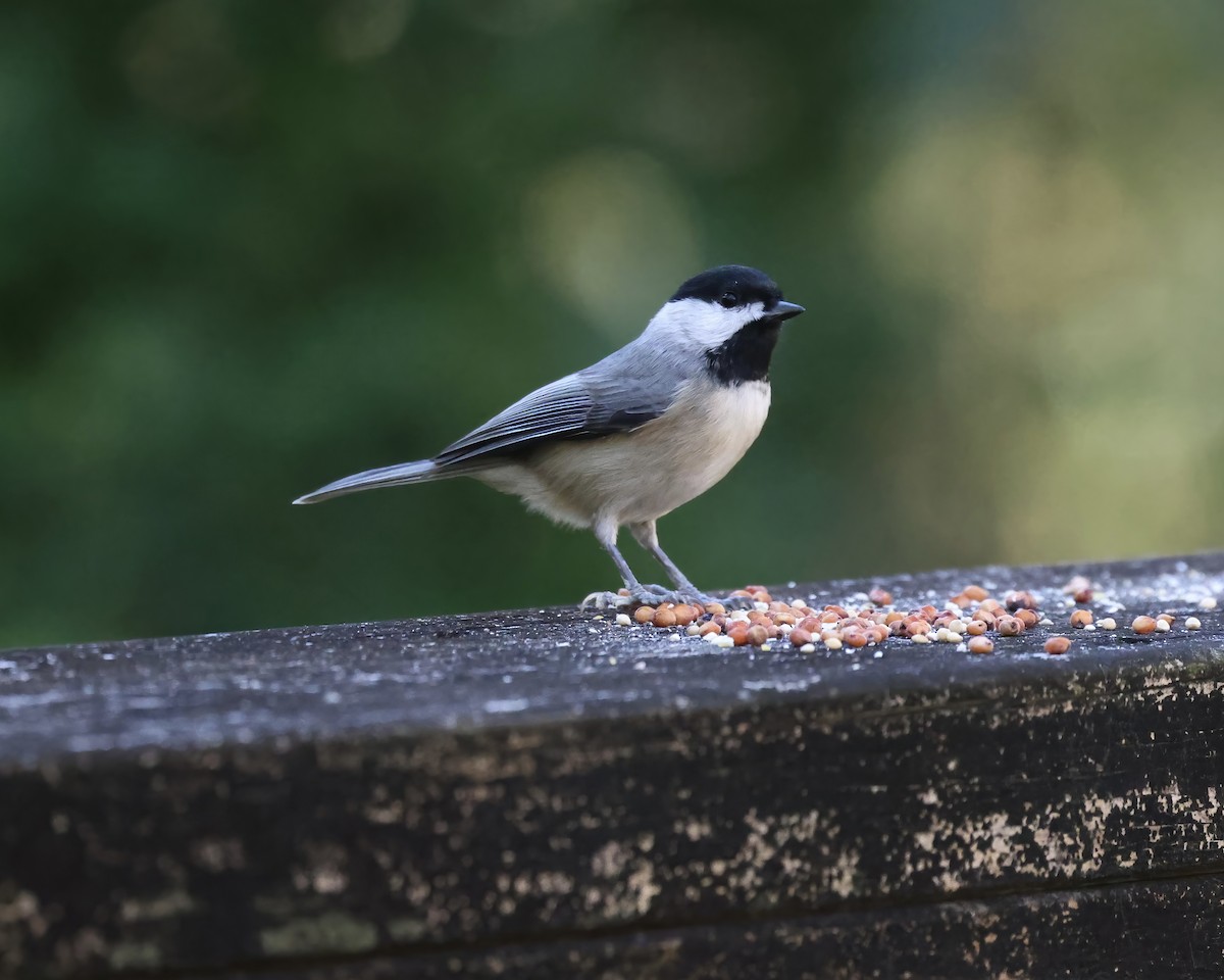 sýkora karolínská - ML643653483
