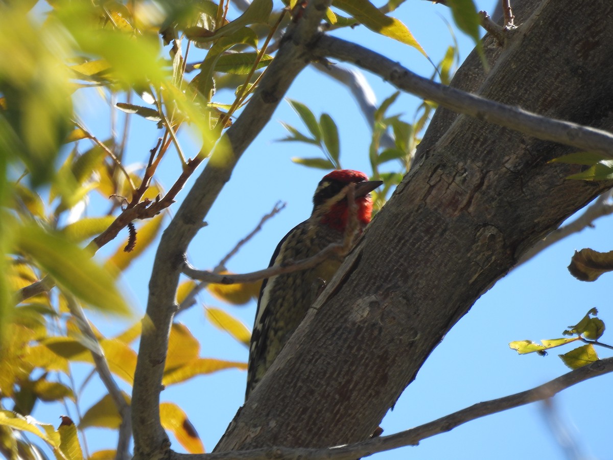 Red-naped Sapsucker - ML643653488