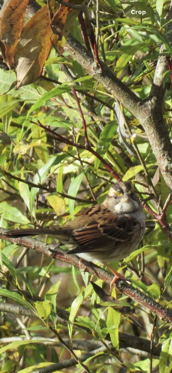 White-throated Sparrow - ML643653489