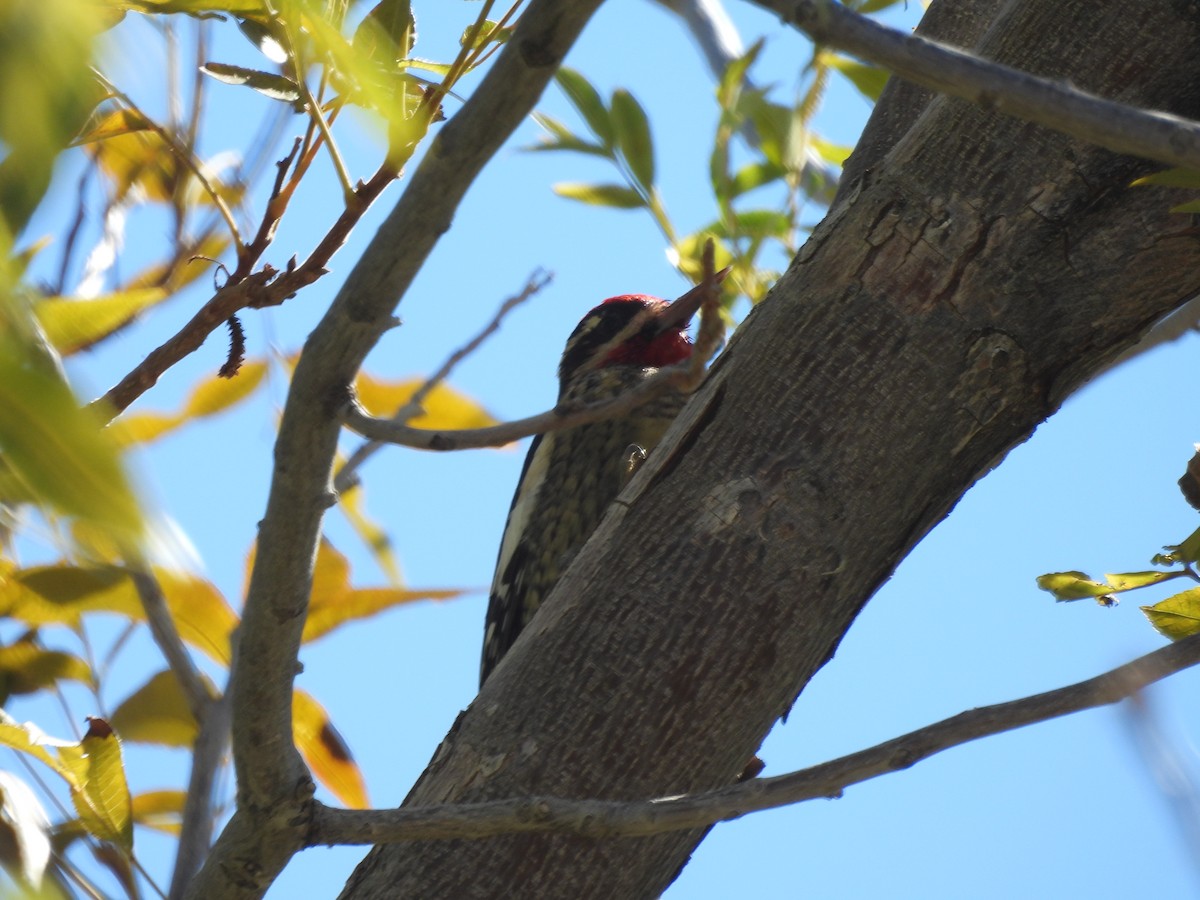 Red-naped Sapsucker - ML643653490