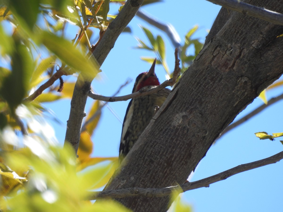 Red-naped Sapsucker - ML643653491