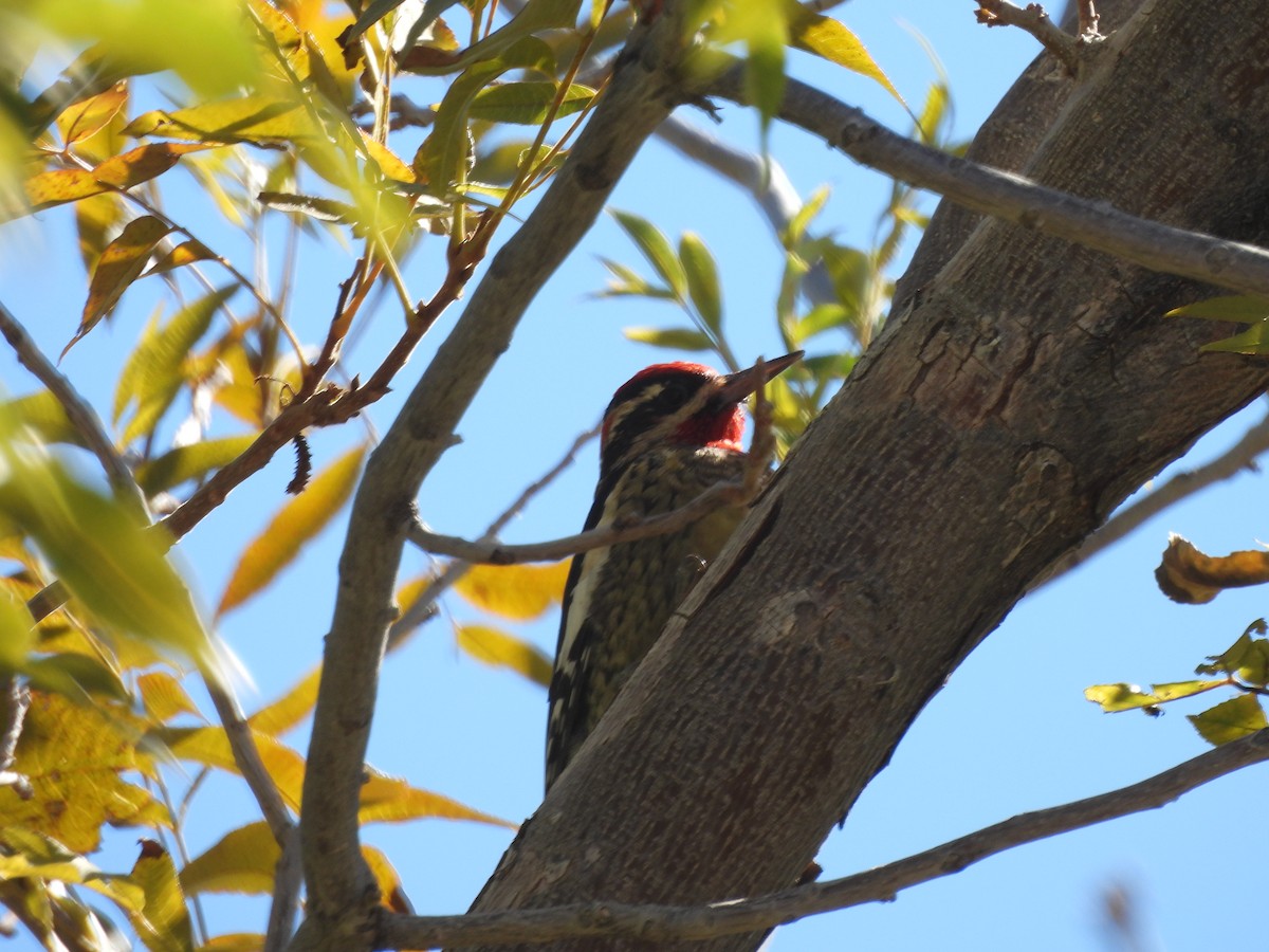 Red-naped Sapsucker - ML643653492