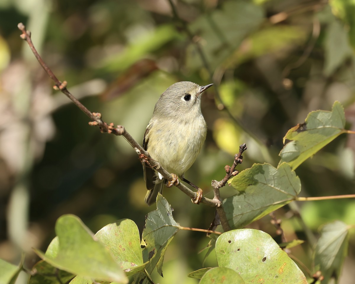 Ruby-crowned Kinglet - ML643653496