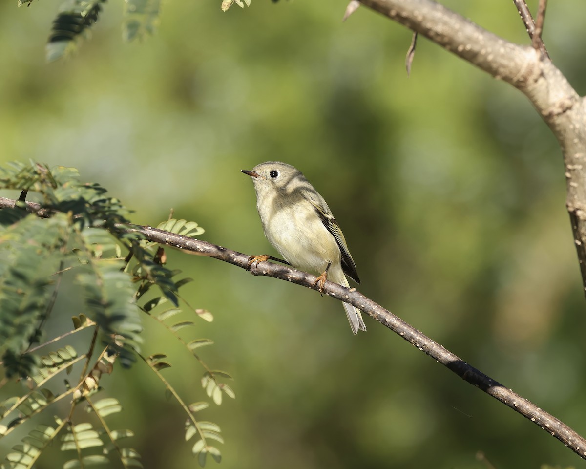 Ruby-crowned Kinglet - ML643653497