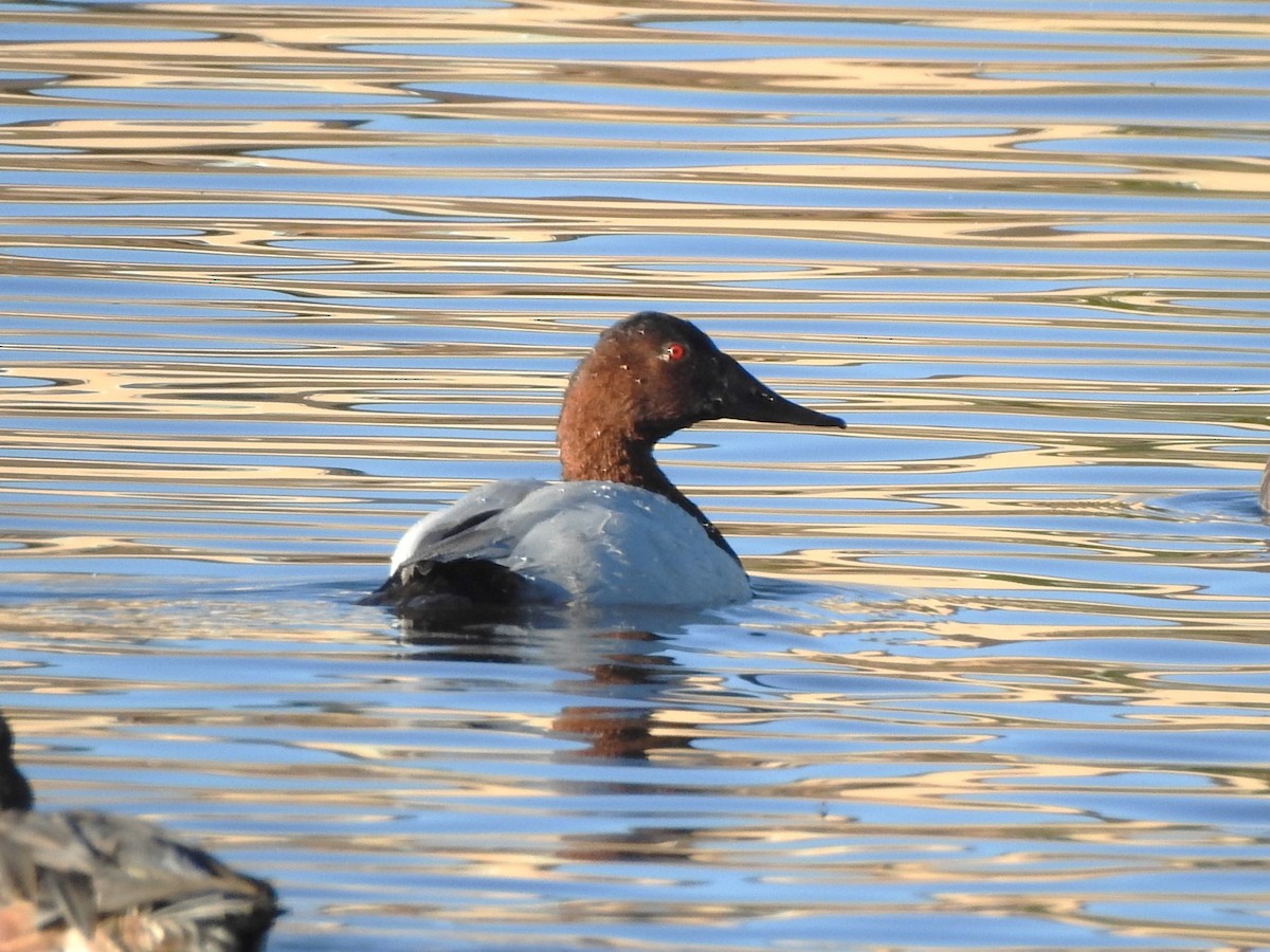 Canvasback - ML643653507