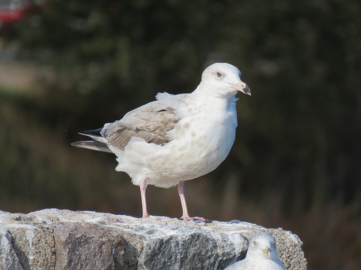 American Herring Gull - ML643653516