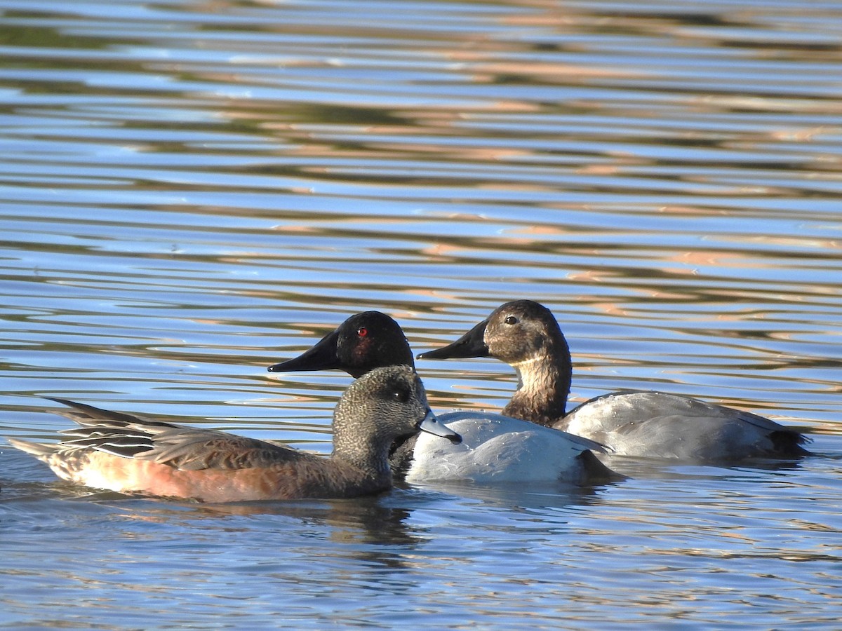 Canvasback - ML643653519
