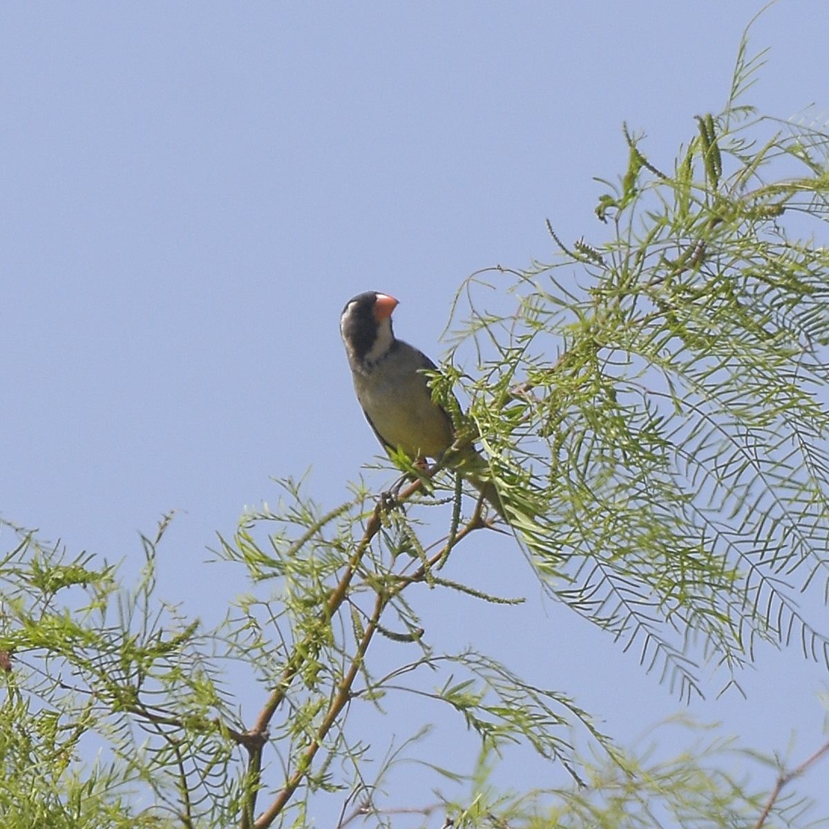 Golden-billed Saltator - ML643653534