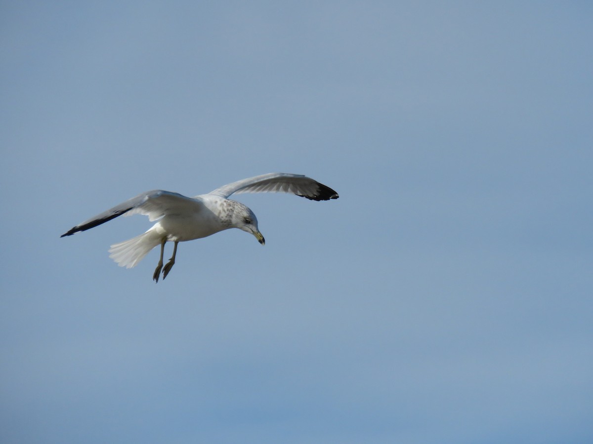 Ring-billed Gull - ML643653547