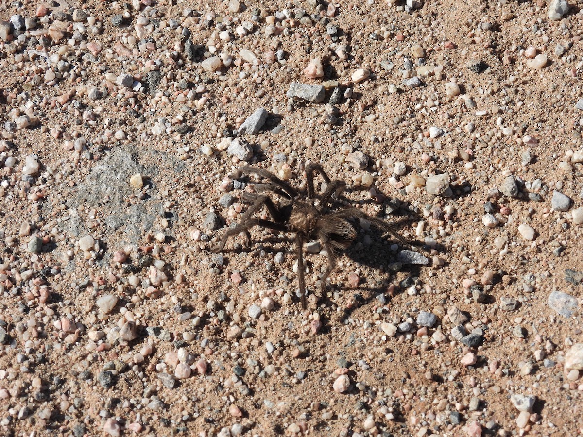 Animals - ML643653560