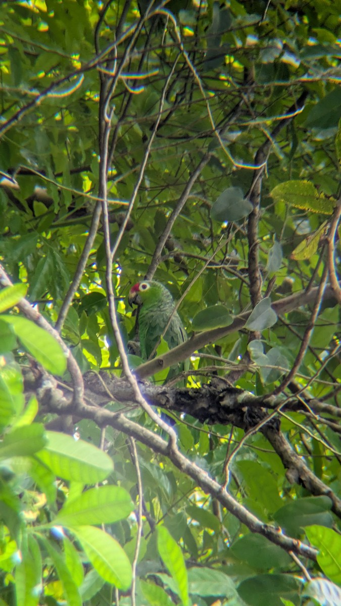 Red-lored Amazon - ML643653575