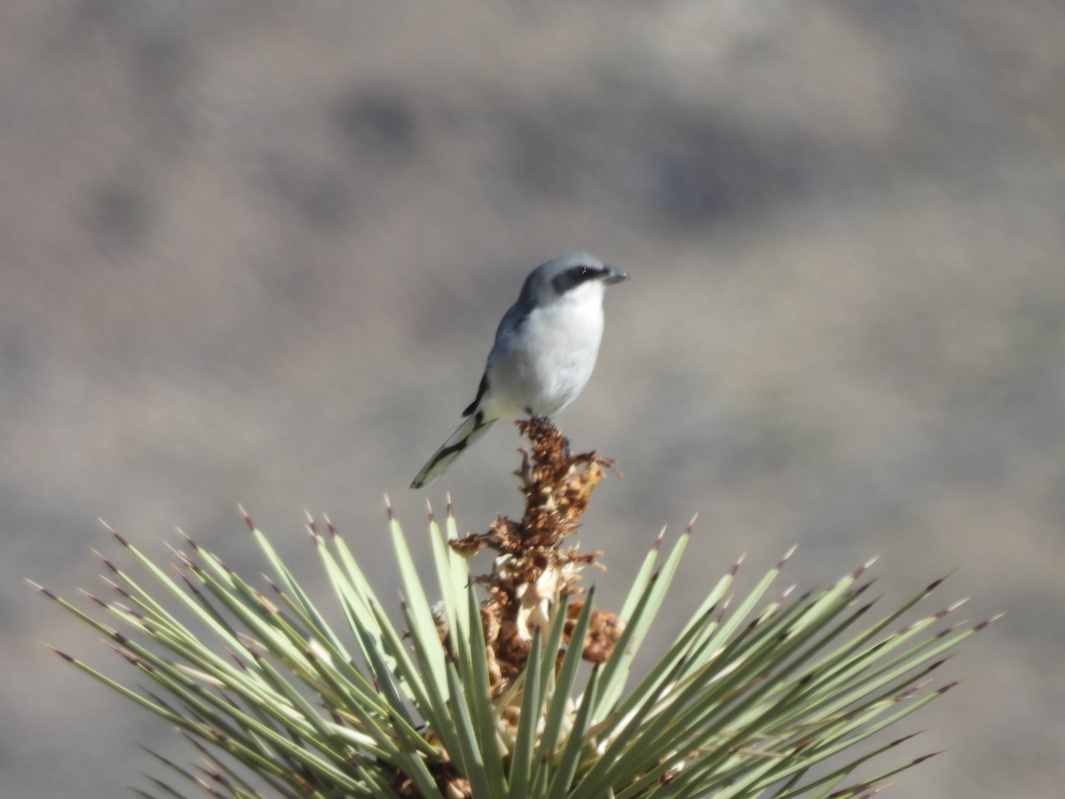 Loggerhead Shrike - ML643653576