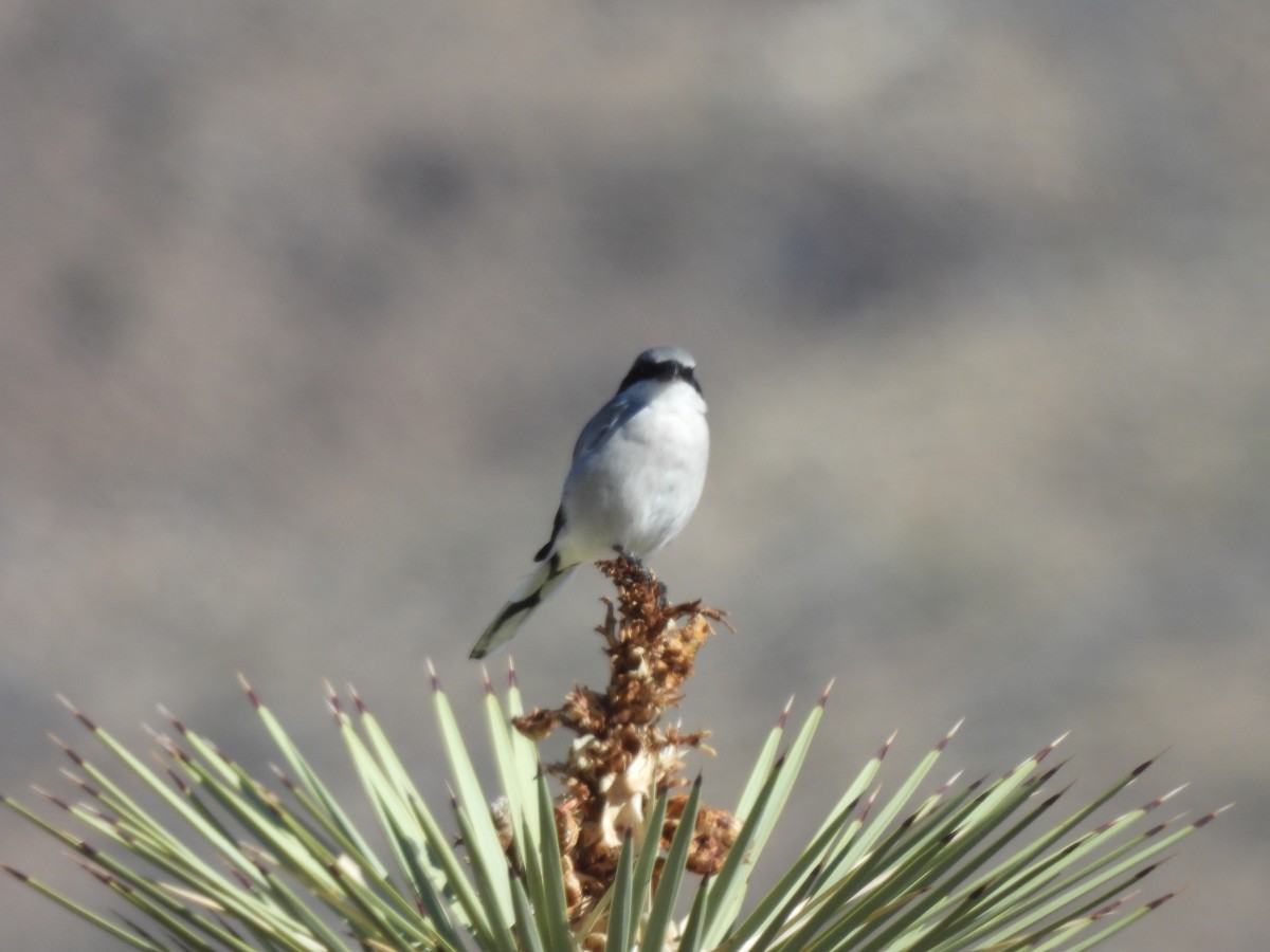 Loggerhead Shrike - ML643653577