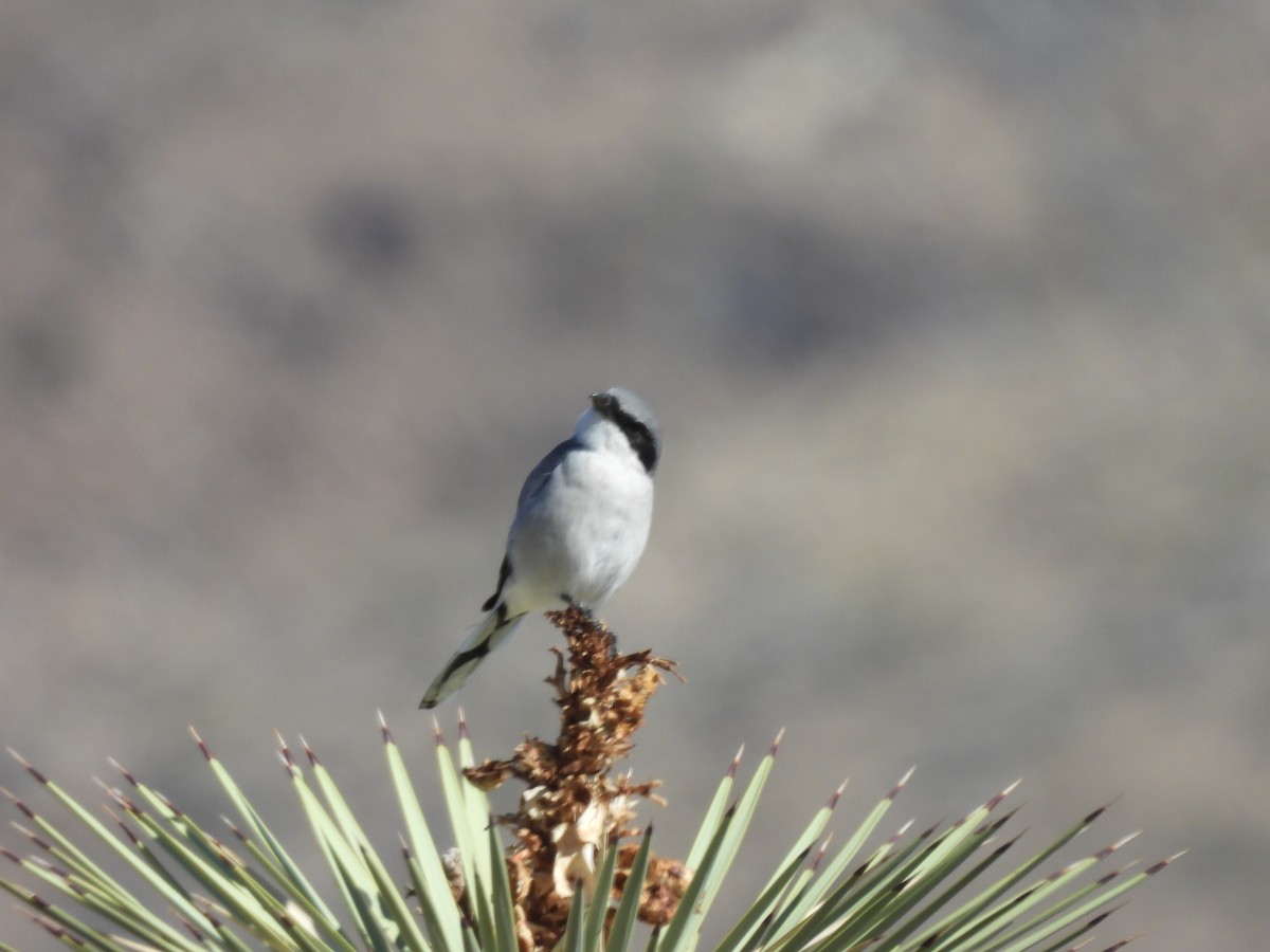 Loggerhead Shrike - ML643653578
