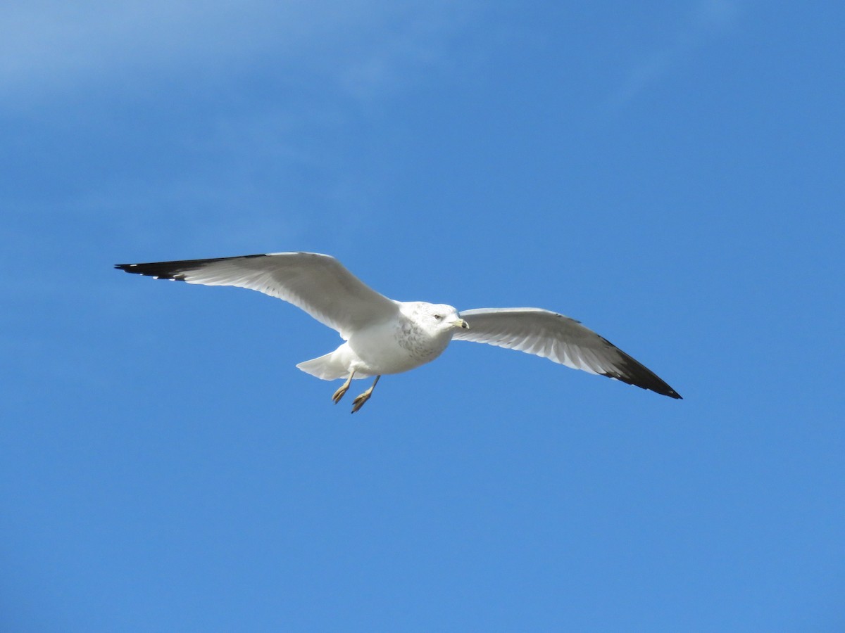 Ring-billed Gull - ML643653602