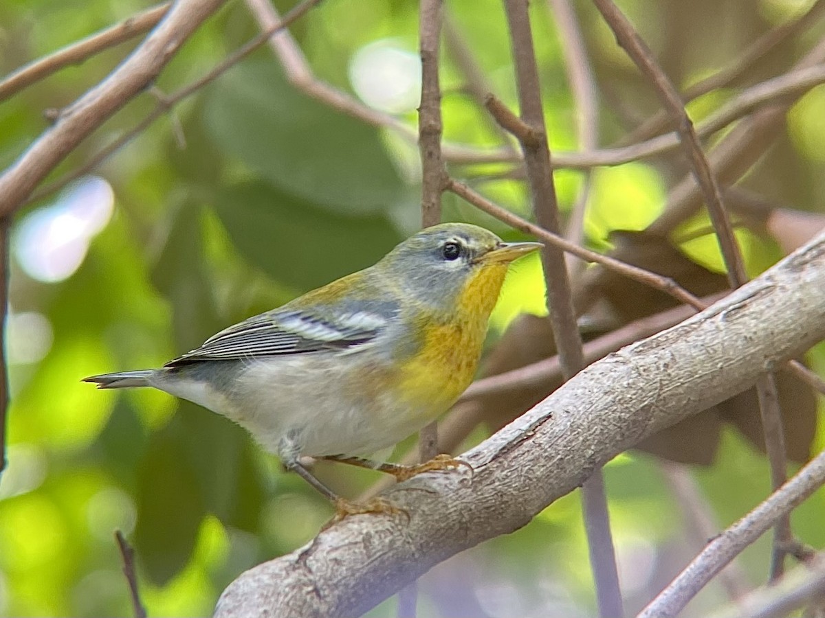 Northern Parula - ML643653613