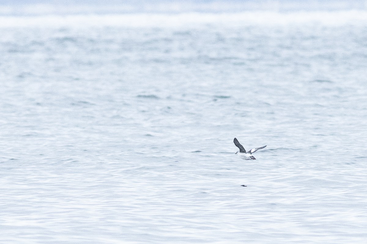 Pigeon Guillemot - ML643653614