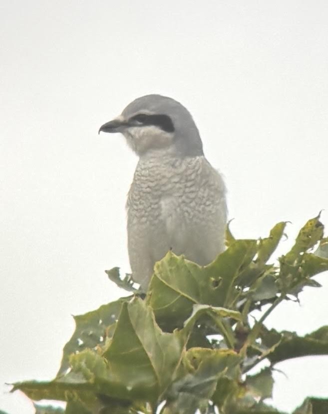 Northern Shrike - ML643653627