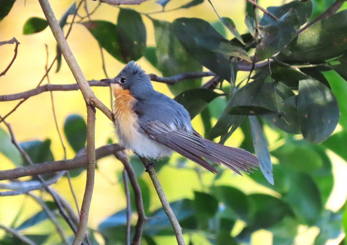 Leaden Flycatcher - ML643653631