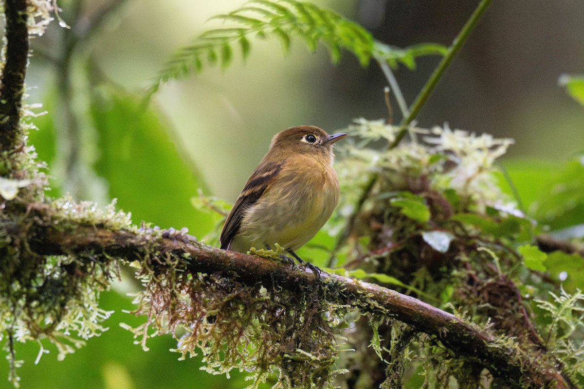 Yellowish Flycatcher - ML643653639