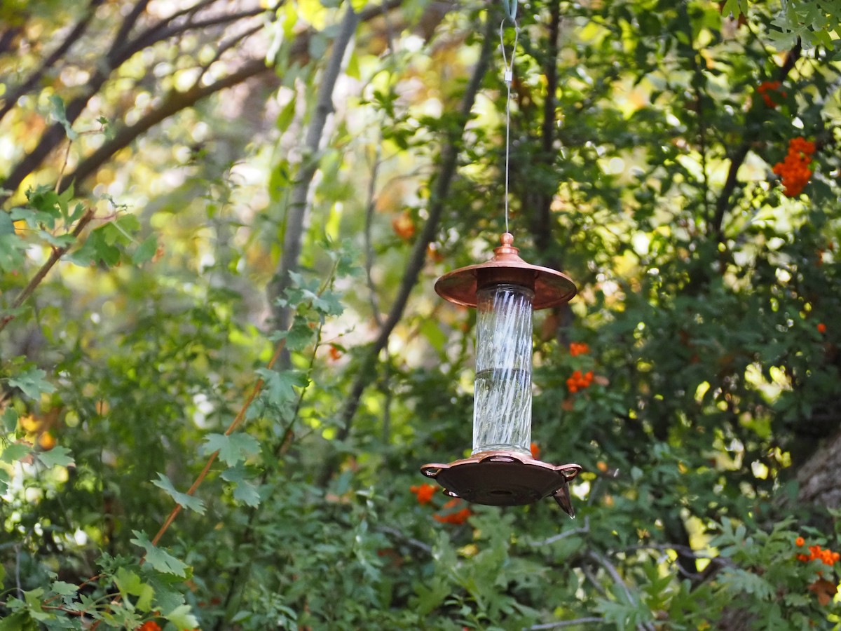 Broad-tailed Hummingbird - ML643653643