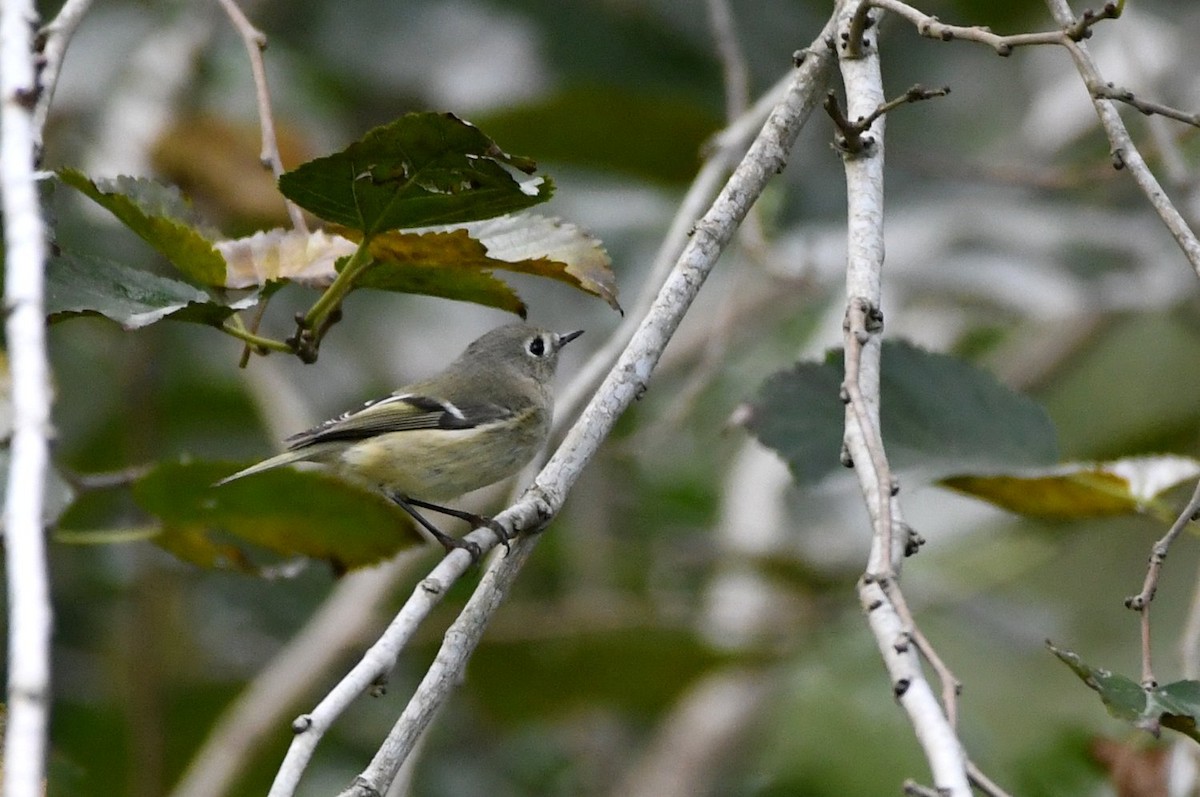 Ruby-crowned Kinglet - ML643653644