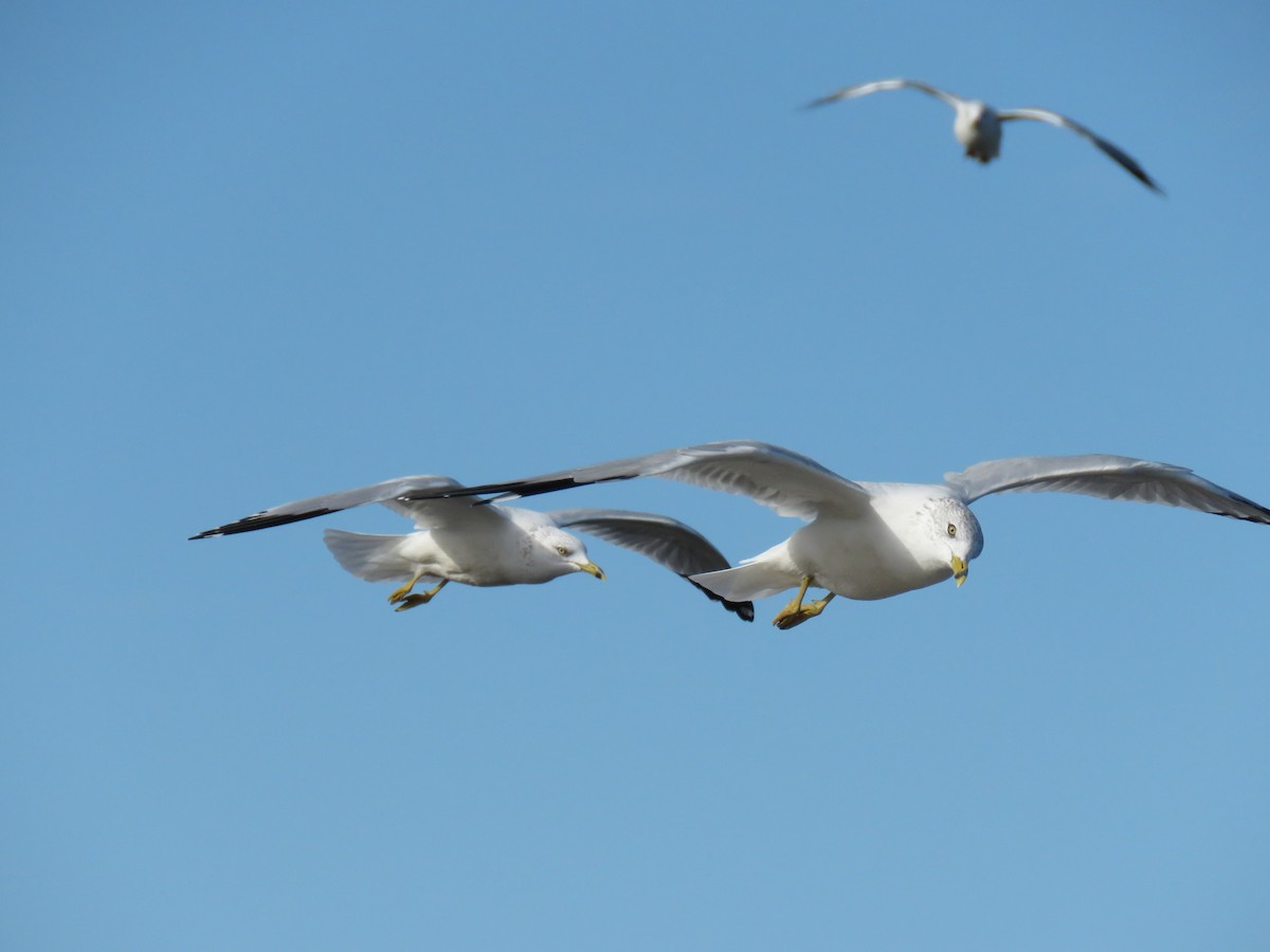 Ring-billed Gull - ML643653648
