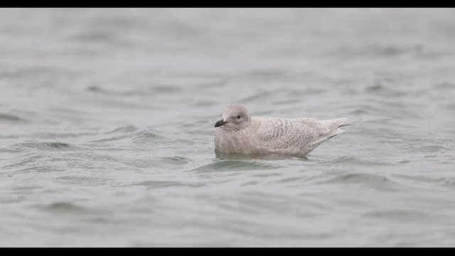 Goéland arctique (kumlieni) - ML643653649