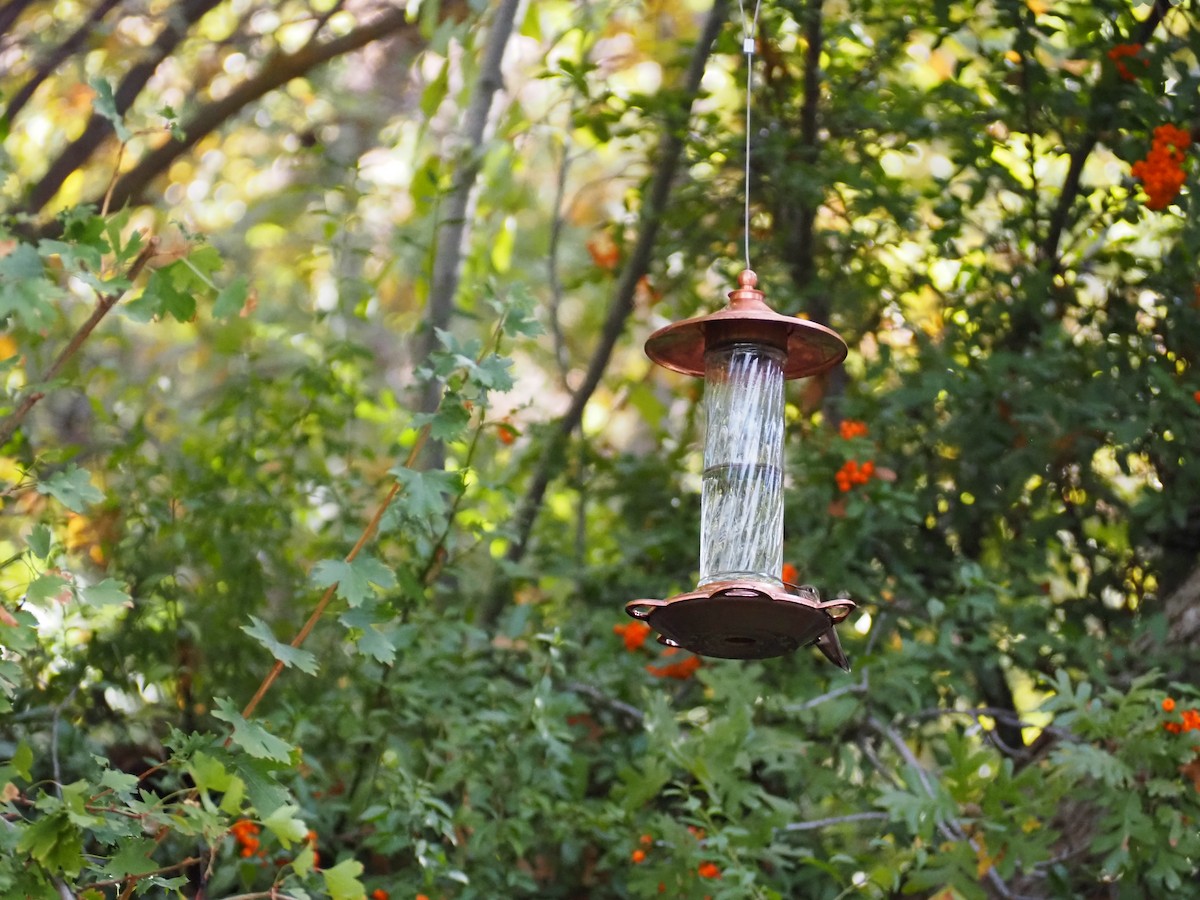 Broad-tailed Hummingbird - ML643653659