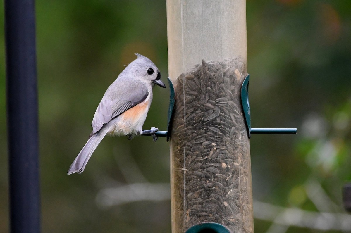 Tufted Titmouse - ML643653662