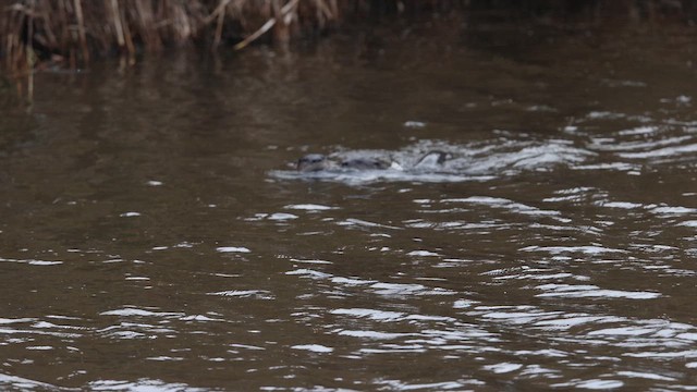 Lontra canadese - ML643653672