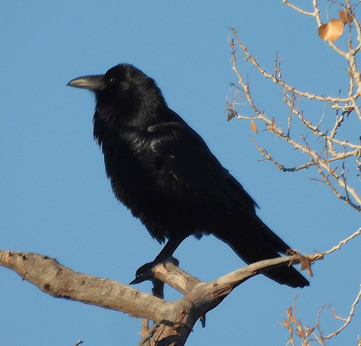 American Crow - ML643653679