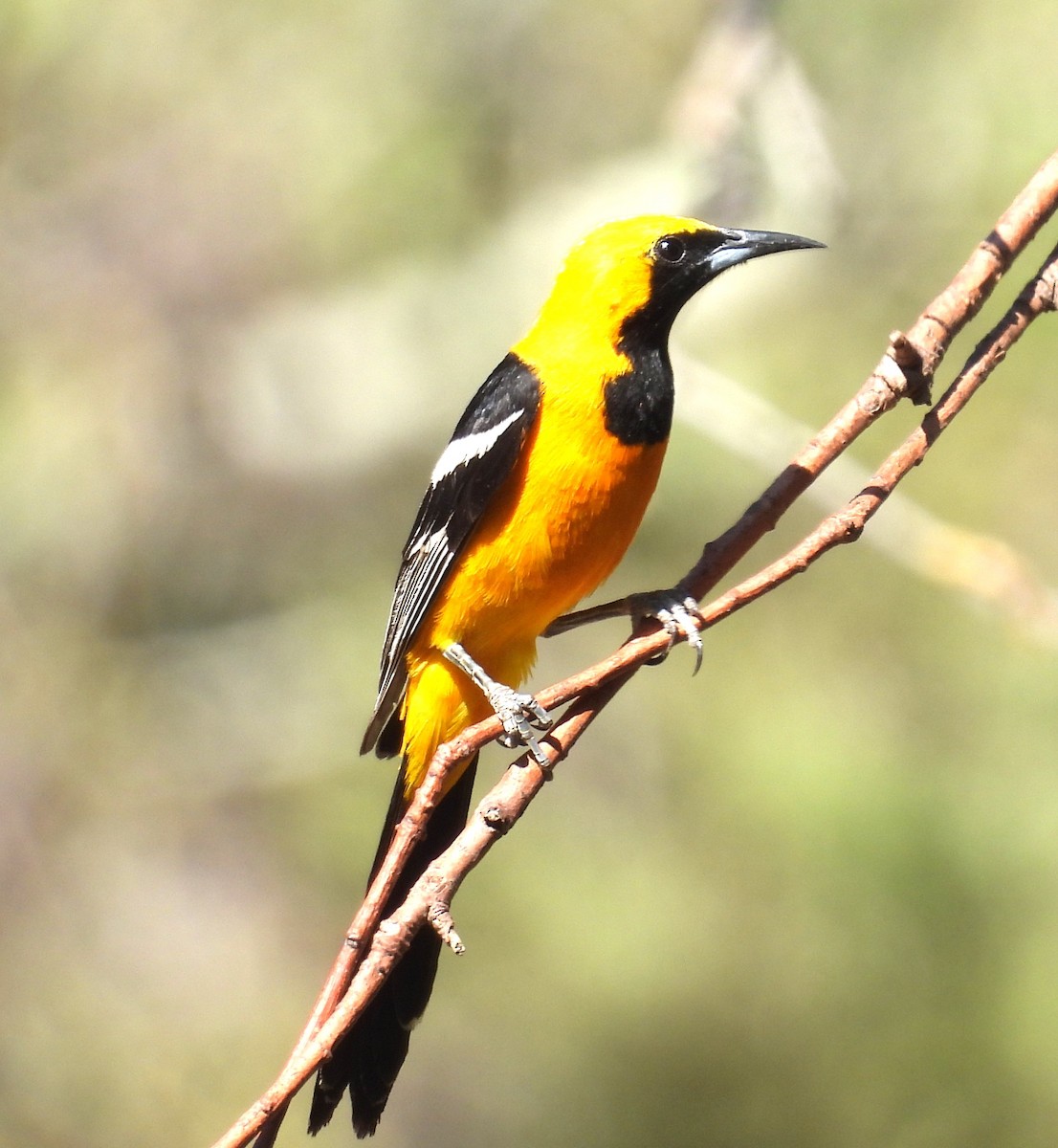 Oriole masqué (groupe nelsoni) - ML643653683